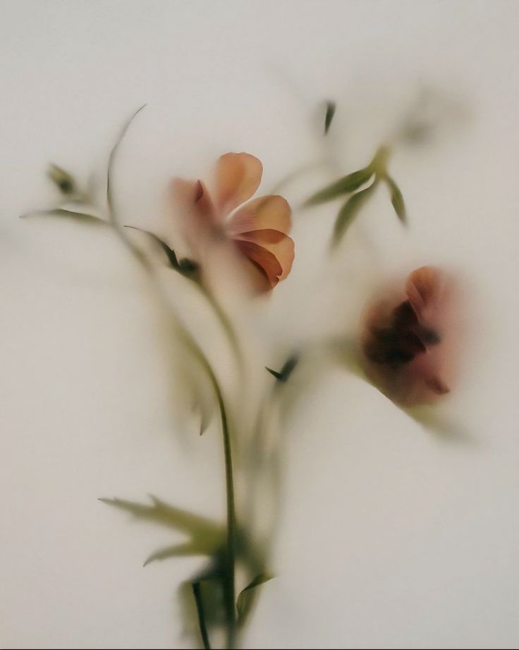 Flowers behind a veil