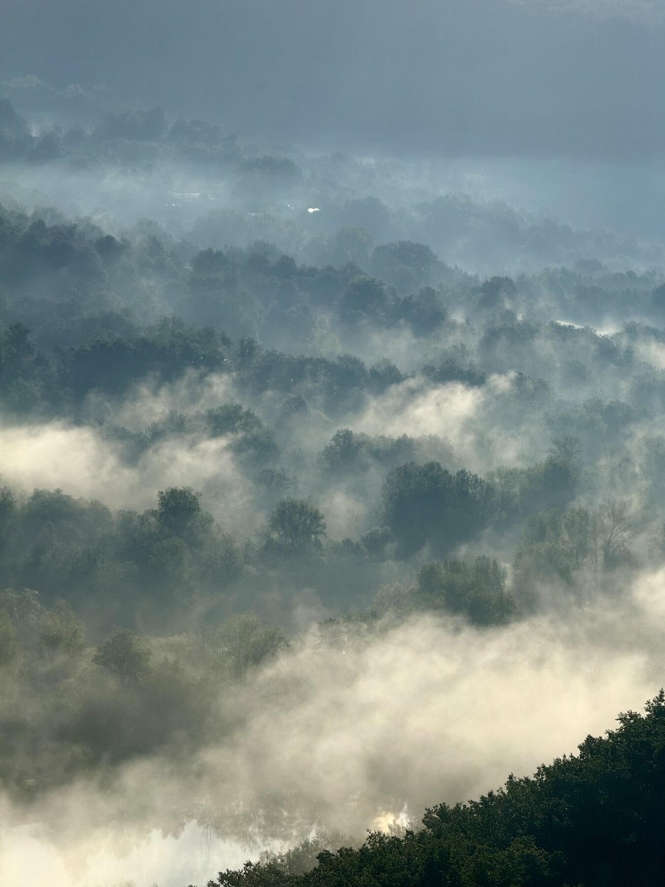 Mist moving through a wooded coffee-growing landscape